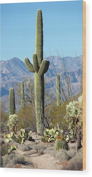 Saguaro Cactus Wood Print featuring the photograph Saguara Cactus In The Sonoran Desert by Nkbimages