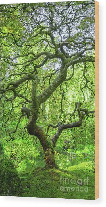 Japanese Maple Tree Wood Print featuring the photograph Twists and Turns Portrait by Michael Ver Sprill