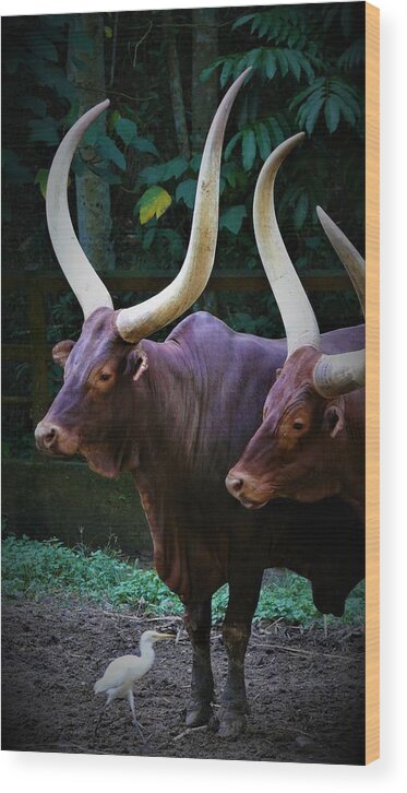 Ankole Cattle Wood Print featuring the photograph Ankole Cattle by Robert Bociaga