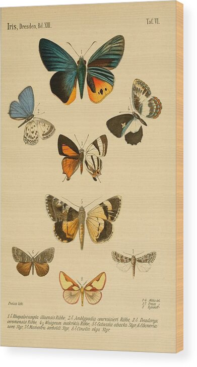 Butterfly Wood Print featuring the mixed media Antique Butterfly Illustrations by World Art Collective