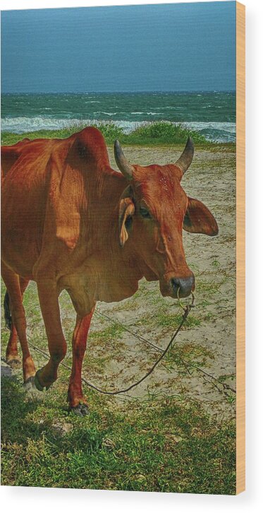 Cow Wood Print featuring the photograph Asian Cow Portrait by Robert Bociaga
