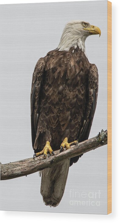 Bald Eagle Wood Print featuring the photograph Bald Eagle at attention by David Bearden