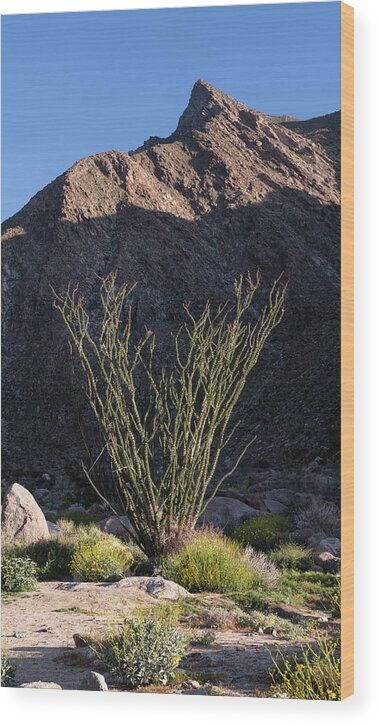 San Diego Wood Print featuring the photograph Blooming Ocotillo and Palm Canyon Peak by William Dunigan