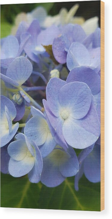 Blue & Yellow Hydrangea.blue & Yellow Hydrangea Wood Print featuring the photograph Blue and Yellow Hydrangea by Christina McGoran