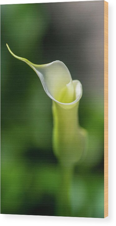 Calla Lily Wood Print featuring the photograph Calla Lily 2 by Kathy Paynter