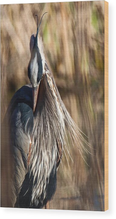 Bird Wood Print featuring the photograph Great Blue Heron Portrait V by Susan Rydberg