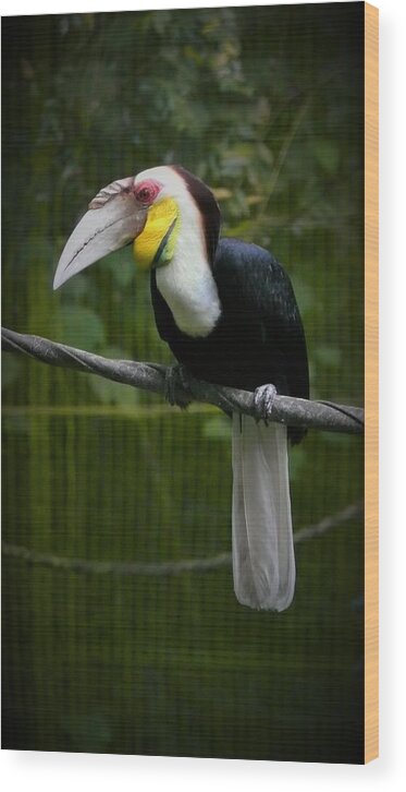 Hornbill Wood Print featuring the photograph Hornbill Portrait 2 by Robert Bociaga