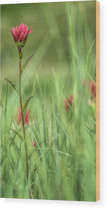 Wild Flower Wood Print featuring the photograph Indian Paint Brush by Pamela Dunn-Parrish