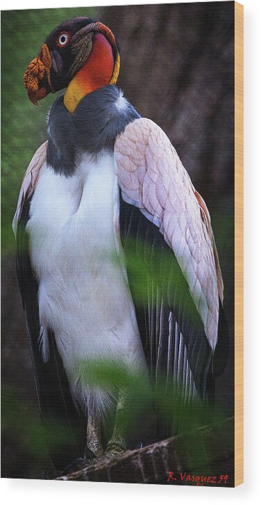 King Wood Print featuring the photograph King Vulture by Rene Vasquez