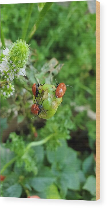 Ladybugs Wood Print featuring the photograph LadyBugs Feeding by Stacie Siemsen