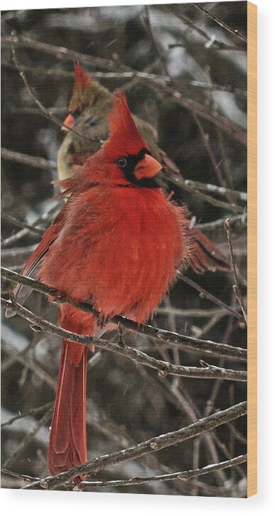 Northern Cardinal Wood Print featuring the photograph Mr. and Mrs. by John Harding