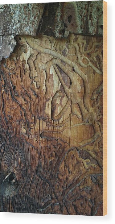 Historic Wood Print featuring the photograph My Neighborhood Estes Textures 1v2 by Laura Davis