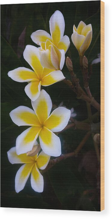 Plumeria Wood Print featuring the photograph Plumeria in Bloom by Bonny Puckett