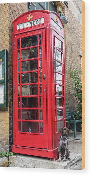 Telephone Wood Print featuring the photograph Six Pence Pub Phone Booth Visitor by Douglas Wielfaert