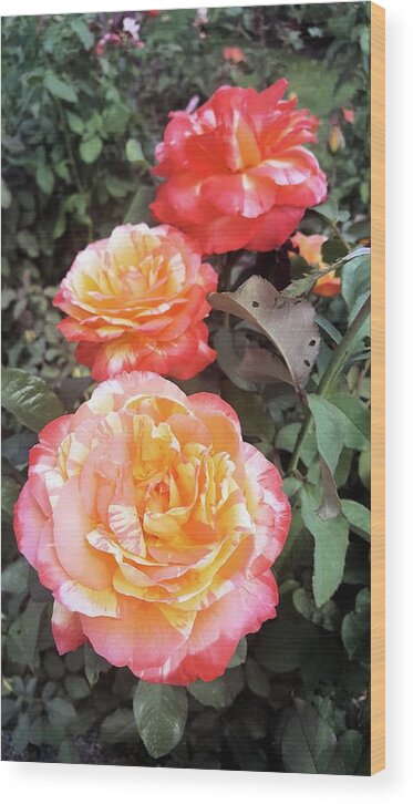 Flowers Wood Print featuring the photograph Trifecta Rose by Pour Your heART Out Artworks