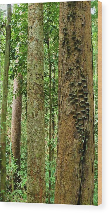 Tropical Forest Wood Print featuring the photograph Tropical Forest 1 by Robert Bociaga