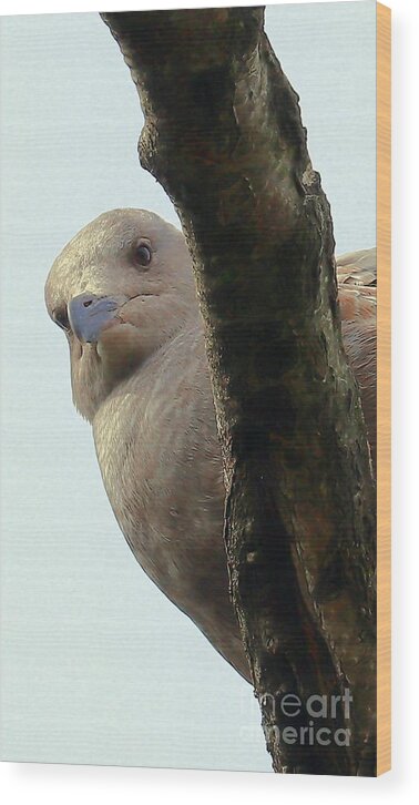 Seagull Wood Print featuring the photograph Unmitigated Gull by Kimberly Furey