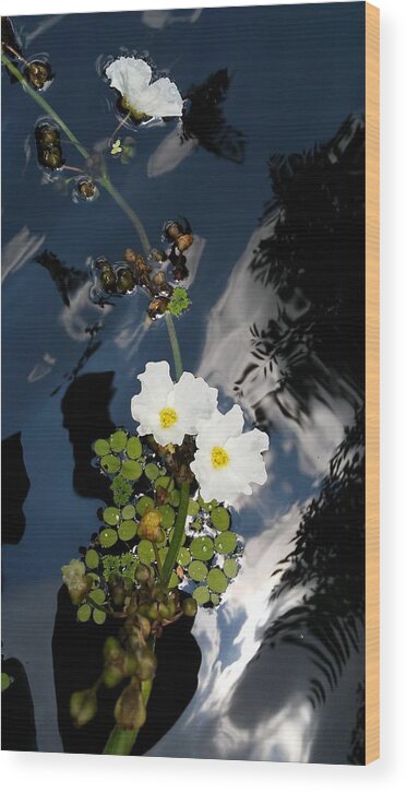  Wood Print featuring the photograph Water Flowers by John Parry