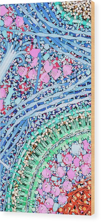 Macrophage Wood Print featuring the photograph Macrophage Engulfing Bacterium by David Goodsell/science Photo Library