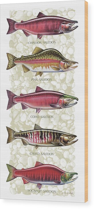 Jon Q Wright Wood Print featuring the painting Five Salmon Species by JQ Licensing