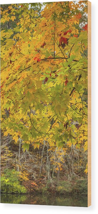 Carolina Wood Print featuring the photograph Branches of Autumn Golds II by Debra and Dave Vanderlaan