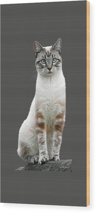 Duane Mccullough Wood Print featuring the photograph Zing the Cat Clear by Duane McCullough