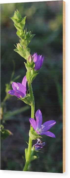 Flower Wood Print featuring the photograph Sun Kissed Purple by Karen Harrison Brown