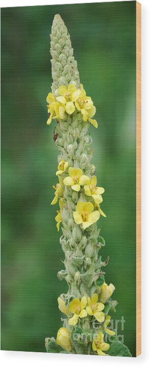 Mullein Wood Print featuring the photograph Mullein by Randy Bodkins