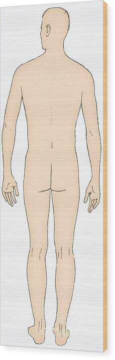 Illustration Wood Print featuring the photograph Male, Full Posterior View by Science Source