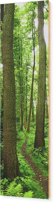Scenics Wood Print featuring the photograph Footpath Between The Trees by Tomchat