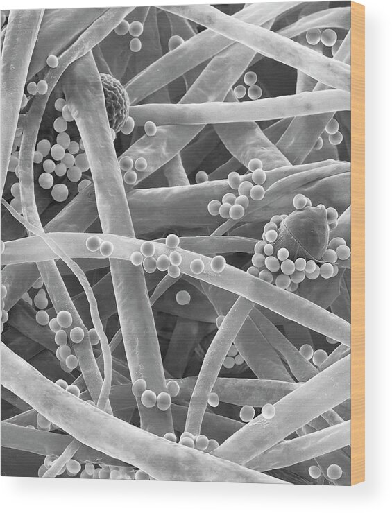 Mycocladus Wood Print featuring the photograph Hyphae And Sporangia Of Absidia Corymbifera #1 by Dennis Kunkel Microscopy/science Photo Library