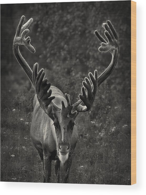Reindeer Wood Print featuring the photograph Reindeer Portrait #1 by Pekka Sammallahti