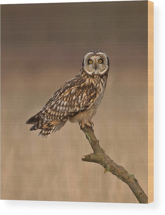 Short Eared Owl Wood Print featuring the photograph Short Eared Owl #10 by Paul Scoullar