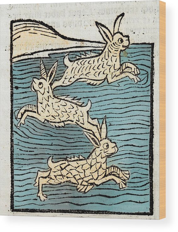 15th Century Wood Print featuring the photograph 1491 Sea Hares From Hortus Sanitatis by Paul D Stewart