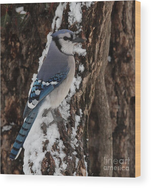 Nature Wood Print featuring the photograph Blue Jay #169 by Jack R Brock