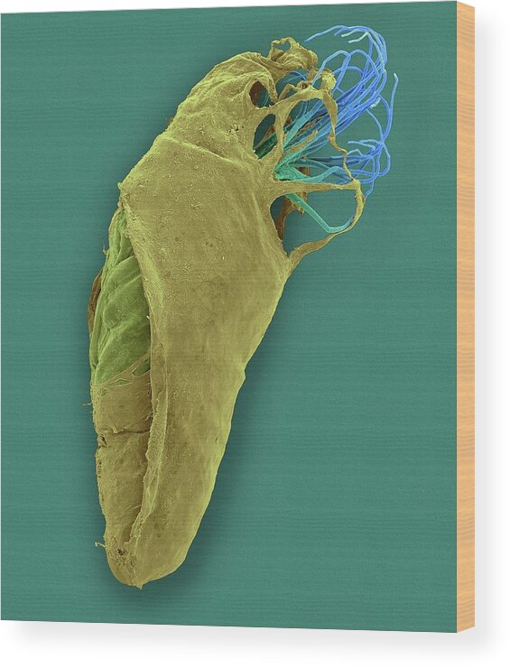 Black Wood Print featuring the photograph Black Fly Pupa #2 by Dennis Kunkel Microscopy/science Photo Library