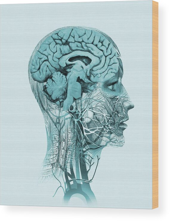 People Person Persons Wood Print featuring the photograph Brain Anatomy #2 by Mehau Kulyk/science Photo Library