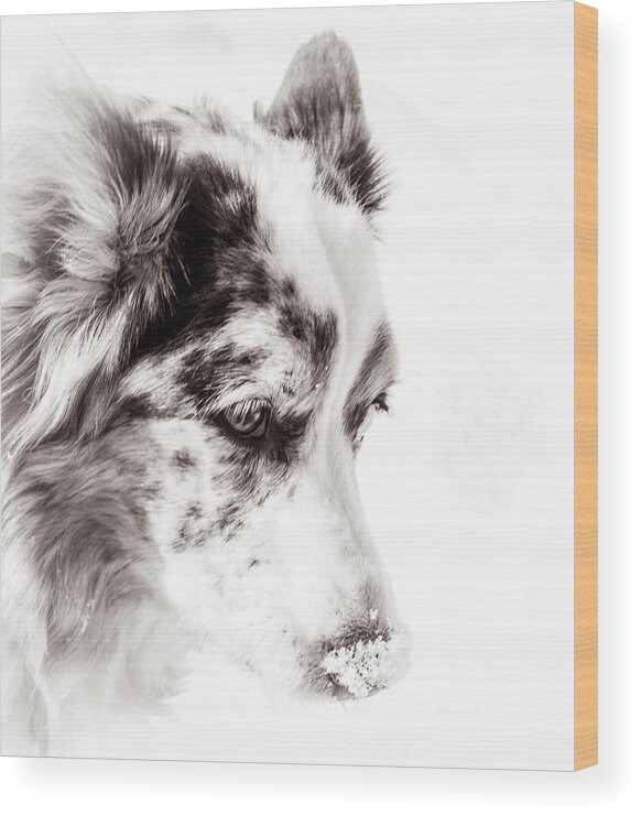 Cardigan Welsh Corgi Wood Print featuring the photograph Maggie #2 by Cathy Donohoue