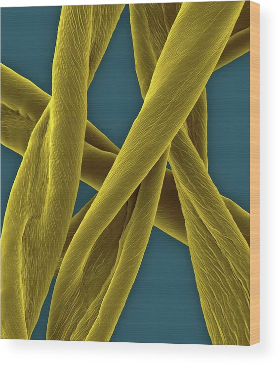 28806b Wood Print featuring the photograph Raw Cotton Fibres #3 by Dennis Kunkel Microscopy/science Photo Library