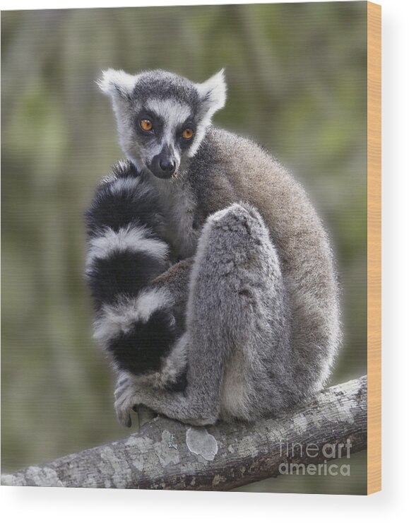 Ring-tailed Lemur Wood Print featuring the photograph Ring-tailed Lemur #1 by Liz Leyden
