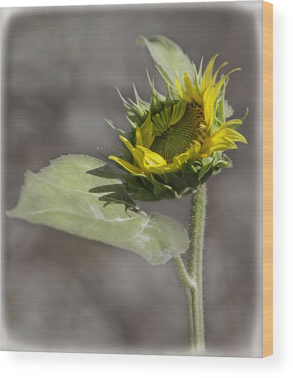 Sunflower Wood Print featuring the photograph A New Beginning by Thomas Young