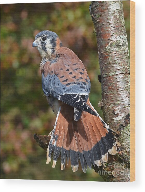 Kestral Wood Print featuring the photograph American Kestral Portrait by Rodney Campbell