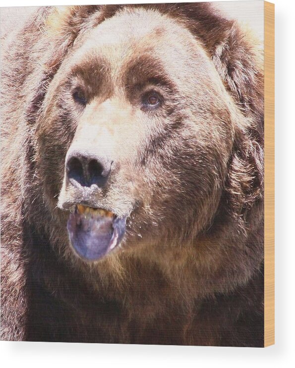 Grizzly Wood Print featuring the photograph Bearing My Teeth by Shane Bechler