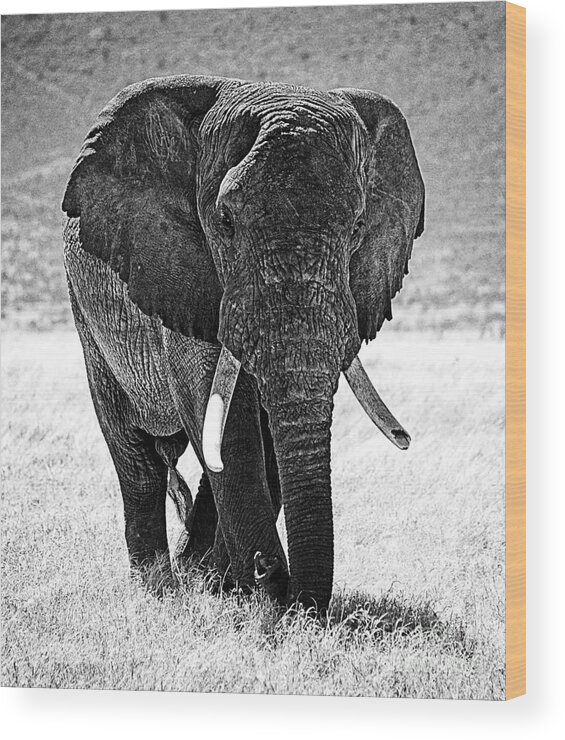 Elephant Wood Print featuring the photograph Beautiful Elephant Black And White 4 by Boon Mee