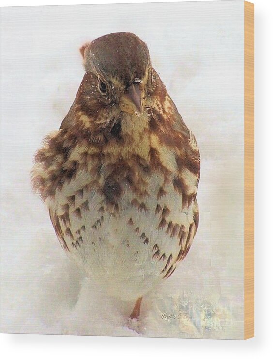 Baby Wood Print featuring the photograph Fox Sparrow in Snow by Janette Boyd