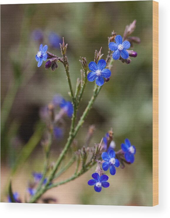 Flowers Wood Print featuring the photograph Blue Delight by Uri Baruch