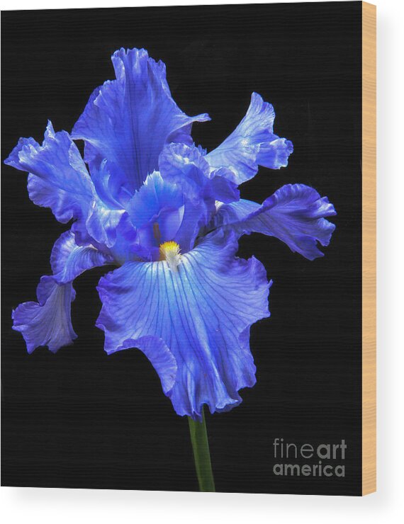 Flower Wood Print featuring the photograph Blue Iris by Robert Bales