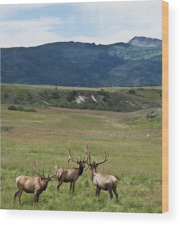 Bull Elk In Velvet Wood Print featuring the photograph Bull Elk in Velvet Ver 2 by Daniel Hebard