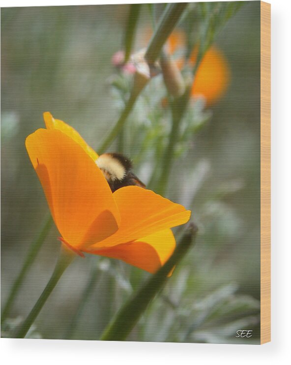 Flowers Wood Print featuring the photograph Busy Bumblebee by Susan Eileen Evans