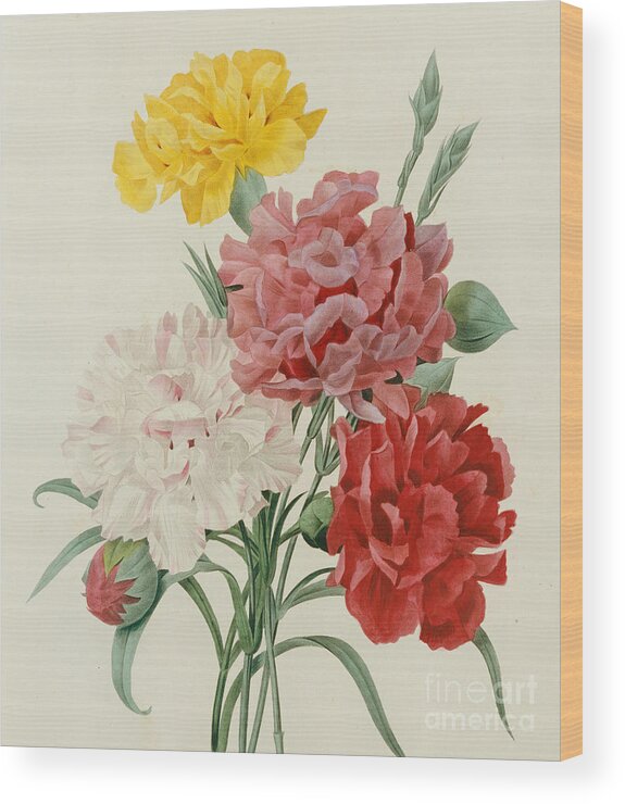 Flower; Plant; Botany; Botanical Wood Print featuring the painting Carnations from Choix des Plus Belles Fleures by Pierre Joseph Redoute